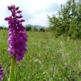 Orchideen in Wacholderheide am Dörnberg