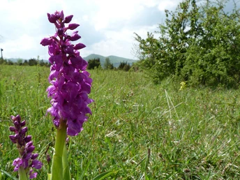Orchideen in Wacholderheide am Dörnberg