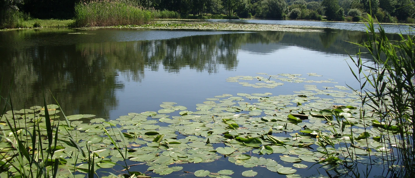 Bruchteiche am P7 (c) Hanna Wallbraun (7)