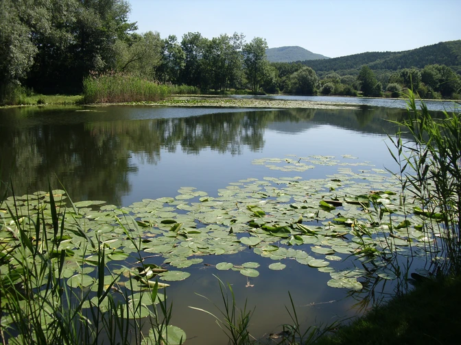 Bruchteiche am P7 (c) Hanna Wallbraun (7)