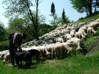 P2 Wacholderheide Hielöcher(c)Geo-Naturpark Frau-Holle-Land