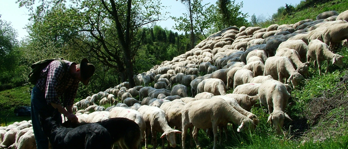 P2 Wacholderheide Hielöcher(c)Geo-Naturpark Frau-Holle-Land
