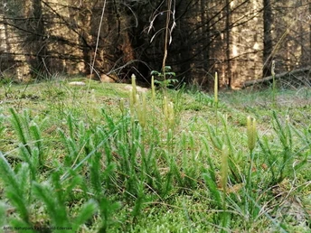 Eröffnung_Moorpfad_2