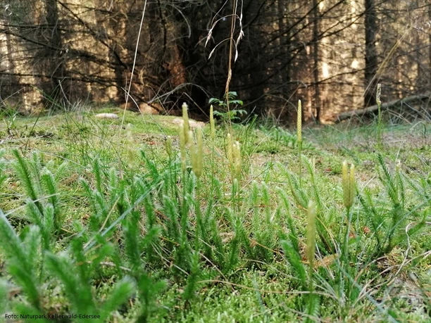 Eröffnung_Moorpfad_2