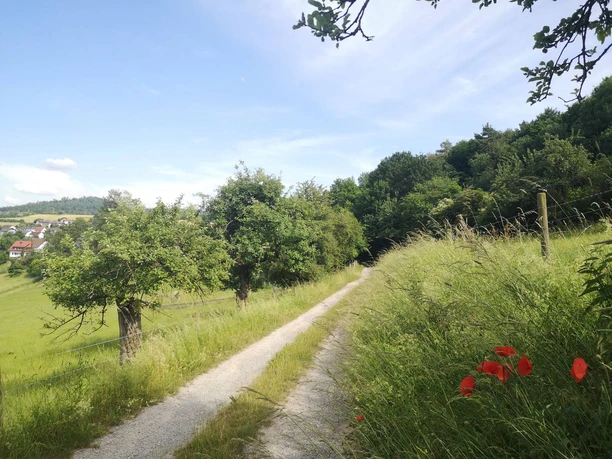 Bergheimer Eselsrunde