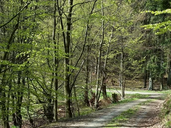 Lulluspfad Frisches Gruen