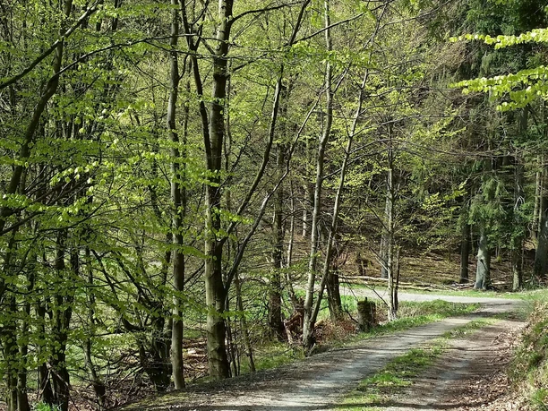 Lulluspfad Frisches Gruen