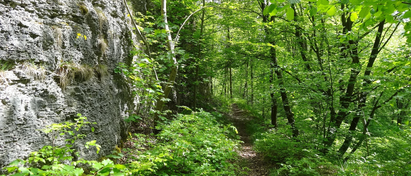 Pfad auf P15(c)Hanna Wallbraun