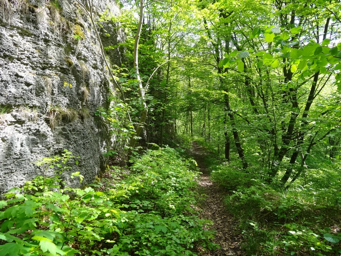 Pfad auf P15(c)Hanna Wallbraun