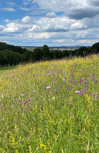 Gauker Runde Blumenwiese Otterbachtal