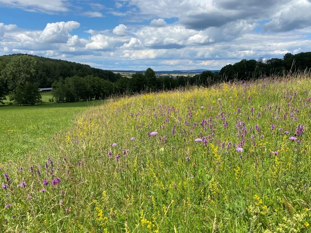 Gauker Runde Blumenwiese Otterbachtal