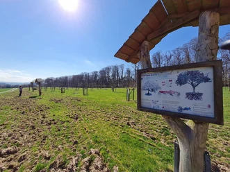 Streuobstwiese am Naturlehrpfad Mengsberg