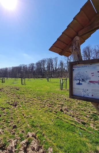 Streuobstwiese am Naturlehrpfad Mengsberg