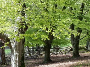 Frisches Grün und alte Bäume