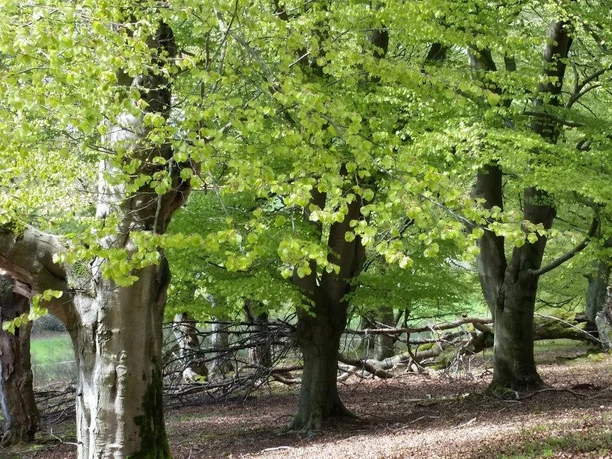 Frisches Grün und alte Bäume