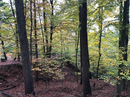 Piepenkopf CC BY-SA- LTM.jpg