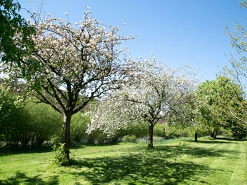 Naturfreundehaus Garten Zwei blühende Obstbäume stehen auf einer gepflegten Wiese, umgeben von üppigem Grün.