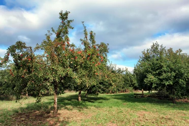 Obstwiese der Biologischen Station bei Haus Bürgel in Monheim am Rhein Obstbäume mit reifen Äpfeln auf einer grünen Wiese unter teils bewölktem Himmel in Monheim am Rhein.