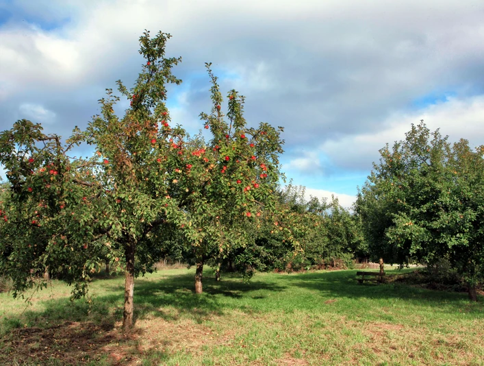 Obstwiese der Biologischen Station bei Haus Bürgel in Monheim am Rhein Obstbäume mit reifen Äpfeln auf einer grünen Wiese unter teils bewölktem Himmel in Monheim am Rhein.