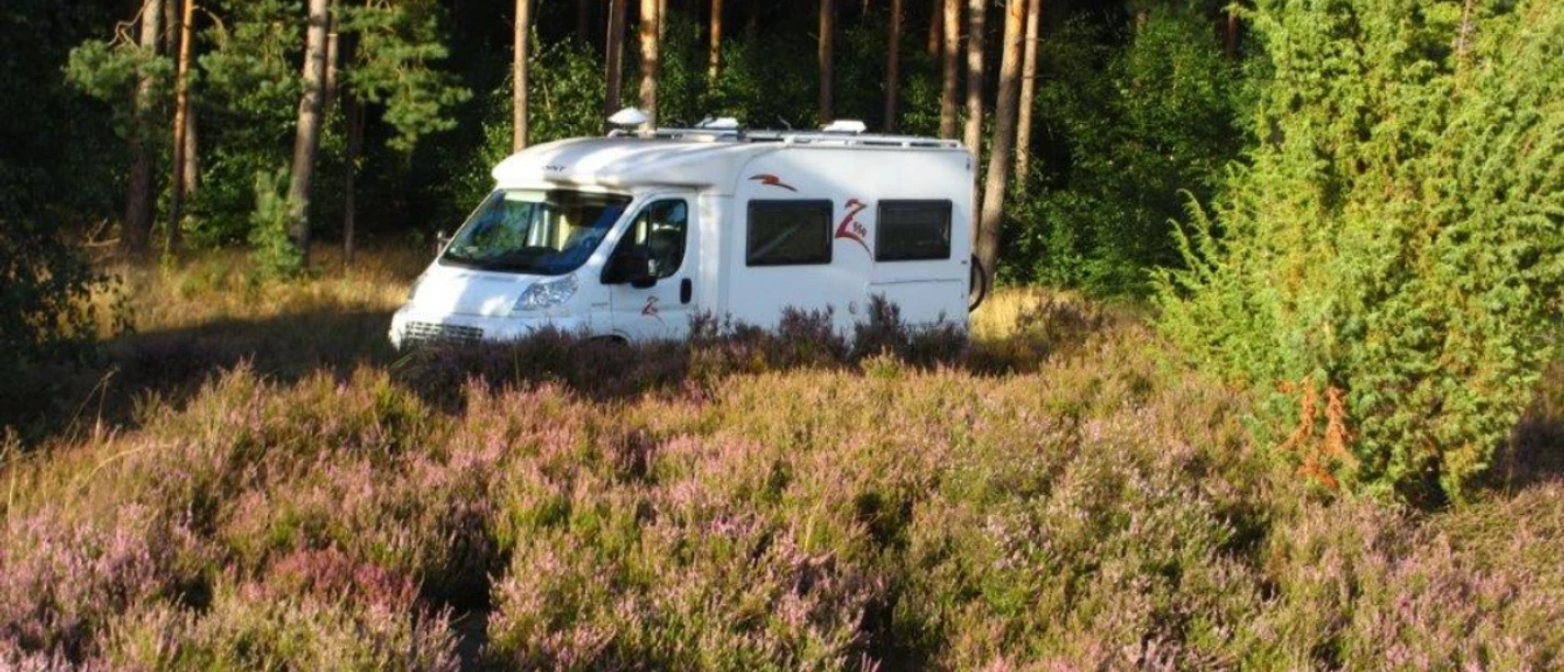 Stellplatz Schwindebecker Heide (5).jpg Weißes Wohnmobil parkt in blühender Heide vor einem Kiefernwald.