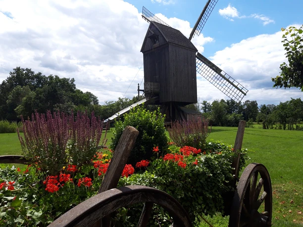 Bockwindmühle Wehe.jpg Historische Bockwindmühle in grüner Landschaft, umgeben von blühenden Geranien und Lavendel.