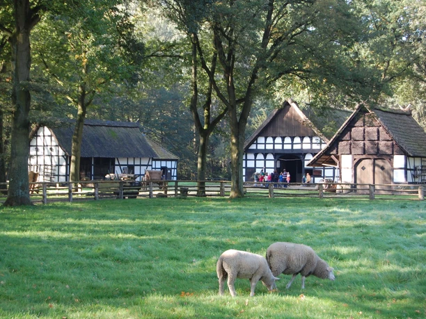 Fachwerkhäuser in bewaldeter Umgebung mit Schafen auf einer Wiese, typisch für ländliche Museen.