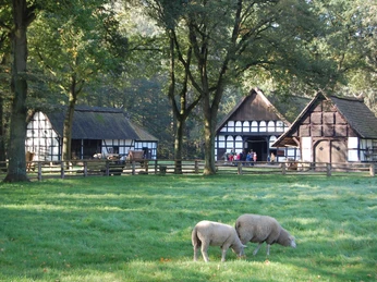 Museumshof 1.jpg Fachwerkhäuser in bewaldeter Umgebung mit Schafen auf einer Wiese, typisch für ländliche Museen.