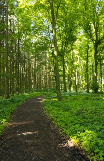 Ein bewaldeter Wanderpfad führt durch einen hellen Laubwald mit dichtem grünen Blattwerk.