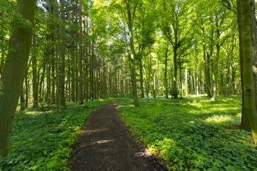 Stemweder Berg Ein bewaldeter Wanderpfad führt durch einen hellen Laubwald mit dichtem grünen Blattwerk.
