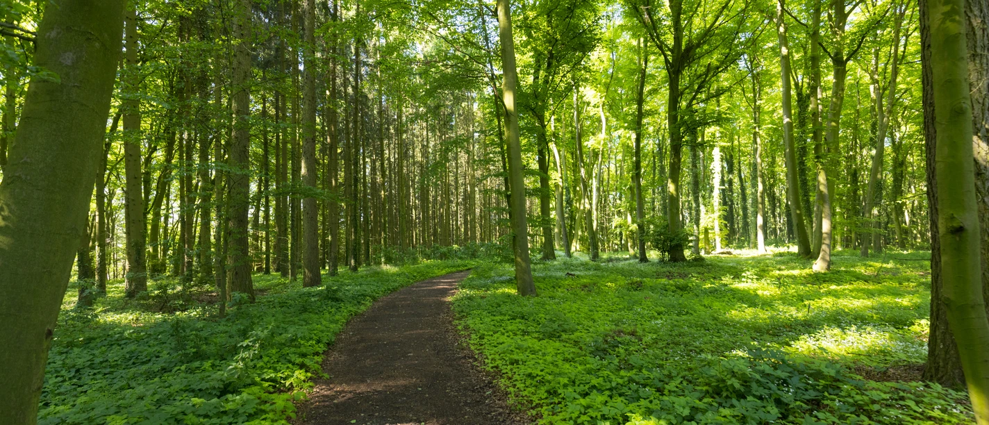 Stemweder Berg Ein bewaldeter Wanderpfad führt durch einen hellen Laubwald mit dichtem grünen Blattwerk.