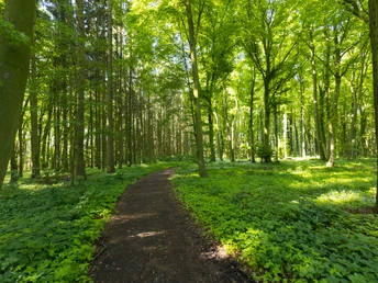 Stemweder Berg Ein bewaldeter Wanderpfad führt durch einen hellen Laubwald mit dichtem grünen Blattwerk.