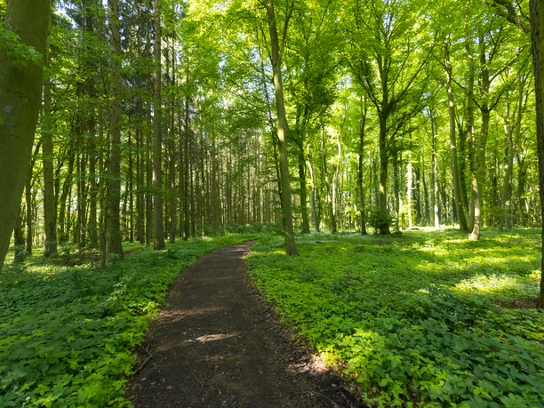 Stemweder Berg Ein bewaldeter Wanderpfad führt durch einen hellen Laubwald mit dichtem grünen Blattwerk.
