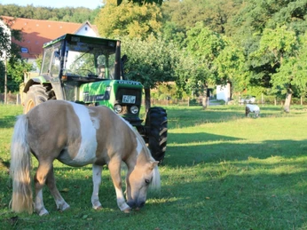 Ein Pony grast entspannt auf einer grünen Wiese, während ein grüner Traktor im Hintergrund parkt.