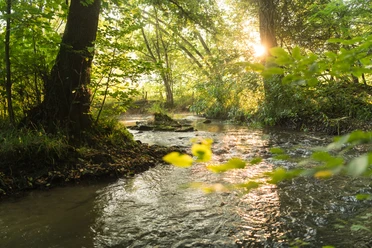 Fluss Düssel im Neandertal bei Erkrath/Mettmann Ein Fluss fließt durch einen grünen Wald, Sonnenlicht fällt durch die Bäume auf das Wasser.