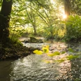 Fluss Düssel im Neandertal bei Erkrath/Mettmann Ein Fluss fließt durch einen grünen Wald, Sonnenlicht fällt durch die Bäume auf das Wasser.