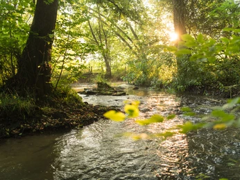 Fluss Düssel im Neandertal bei Erkrath/Mettmann Ein Fluss fließt durch einen grünen Wald, Sonnenlicht fällt durch die Bäume auf das Wasser.