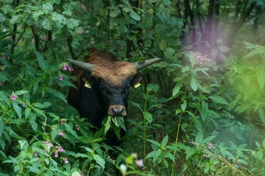 Auerochse im Eiszeitlichen Wildgehege im Neandertal bei Erkrath Ein Auerochse steht zwischen üppigem Grün und rosa Blüten im Wildgehege im Neandertal bei Erkrath.