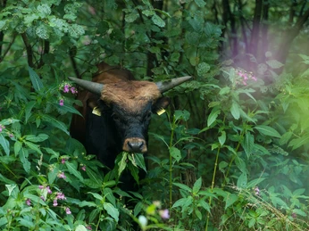Auerochse im Eiszeitlichen Wildgehege im Neandertal bei Erkrath Ein Auerochse steht zwischen üppigem Grün und rosa Blüten im Wildgehege im Neandertal bei Erkrath.