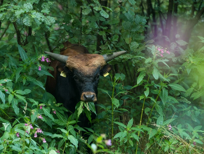 Auerochse im Eiszeitlichen Wildgehege im Neandertal bei Erkrath Ein Auerochse steht zwischen üppigem Grün und rosa Blüten im Wildgehege im Neandertal bei Erkrath.