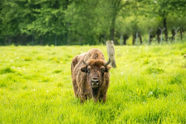 Wisent im Eiszeitlichen Wildgehege im Neandertal bei Erkrath Ein Wisent steht auf einer weitläufigen grünen Wiese des eiszeitlichen Wildgeheges im Neandertal.