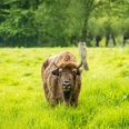 Wisent im Eiszeitlichen Wildgehege im Neandertal bei Erkrath Ein Wisent steht auf einer weitläufigen grünen Wiese des eiszeitlichen Wildgeheges im Neandertal.