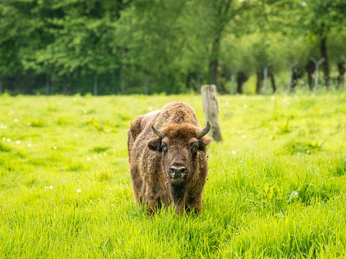 Wisent im Eiszeitlichen Wildgehege im Neandertal bei Erkrath Ein Wisent steht auf einer weitläufigen grünen Wiese des eiszeitlichen Wildgeheges im Neandertal.