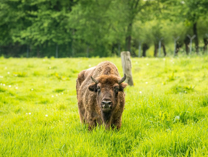 Wisent im Eiszeitlichen Wildgehege im Neandertal bei Erkrath Ein Wisent steht auf einer weitläufigen grünen Wiese des eiszeitlichen Wildgeheges im Neandertal.