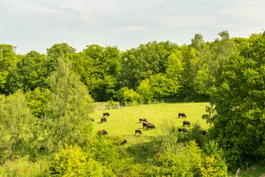 Auerochsen im Eiszeitlichen Wildgehege im Neandertal bei Erkrath Auerochsen grasen auf einer grünen Lichtung, umgeben von einem dichten Wald im Neandertal.