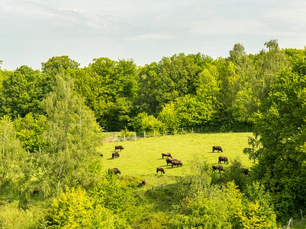 Auerochsen im Eiszeitlichen Wildgehege im Neandertal bei Erkrath Auerochsen grasen auf einer grünen Lichtung, umgeben von einem dichten Wald im Neandertal.