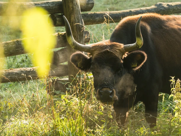 Auerochse im Eiszeitlichen Wildgehege im Neandertal bei Erkrath Ein Auerochse steht im Wildgehege Neandertal bei Erkrath, umgeben von einem Holzzaun und Sonnenlicht.