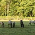 Tarpane im Eiszeitlichen Wildgehege im Neandertal bei Erkrath Tarpan-Herde grast auf einer Wiese im Neandertal, umgeben von dichten Wäldern und einem Holzzaun.