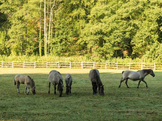 Tarpane im Eiszeitlichen Wildgehege im Neandertal bei Erkrath Tarpan-Herde grast auf einer Wiese im Neandertal, umgeben von dichten Wäldern und einem Holzzaun.