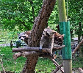 Willkommen im Naturschutz-Tierpark Görlitz/Zgorzelec!