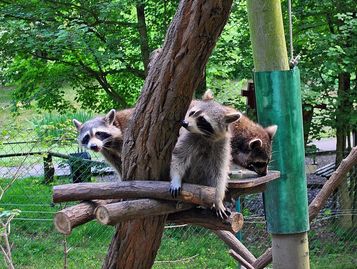 Willkommen im Naturschutz-Tierpark Görlitz/Zgorzelec!